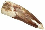 Fossil Spinosaurus Tooth - Real Dinosaur Tooth #332685-1
